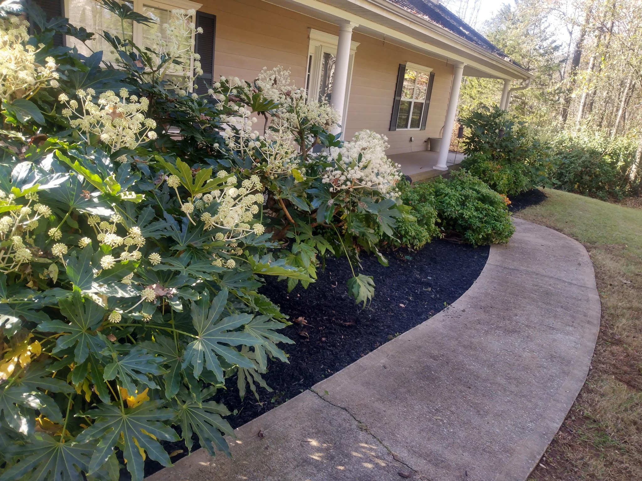 Job site after clearing