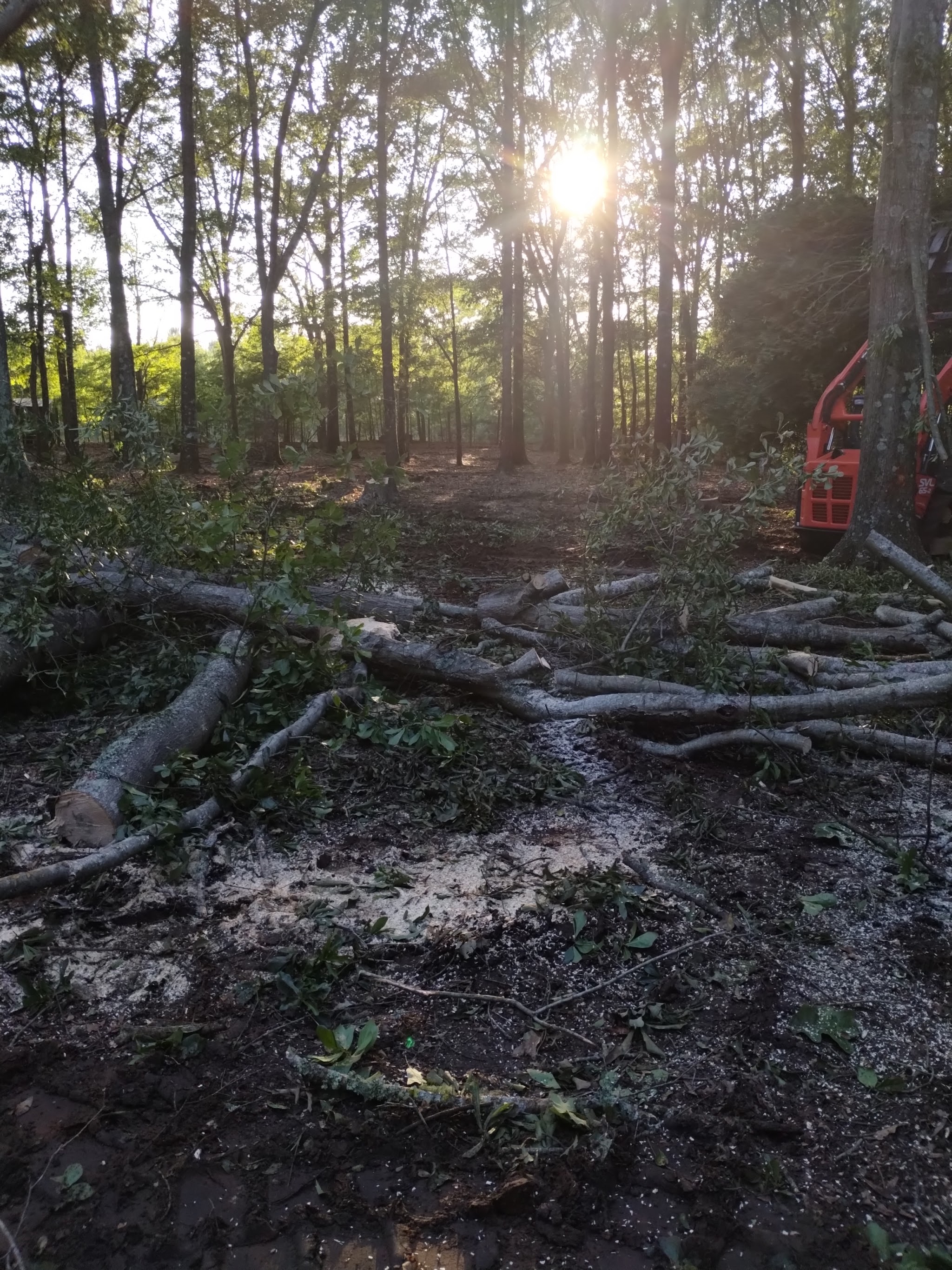 Sunlight through the trees after a clearing job